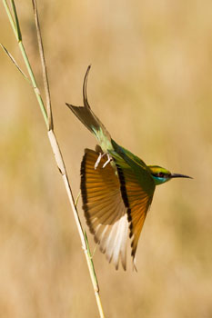 beeeater